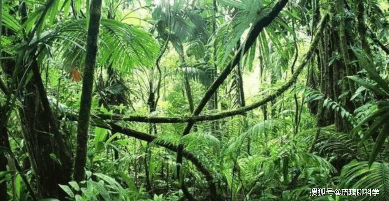 Vi khuẩn ăn đá tại Mỏ Timmins, Canada Vi khuẩn ăn đá trong lõi đất