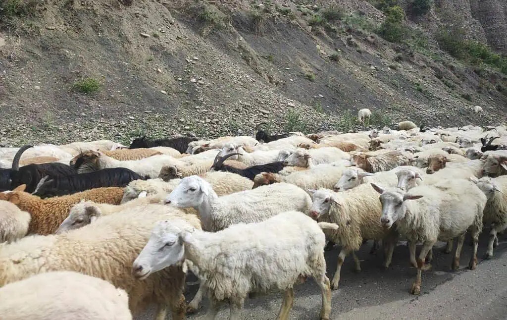 Động vật nuôi ngày càng lớn, động vật hoang dã nhỏ đi