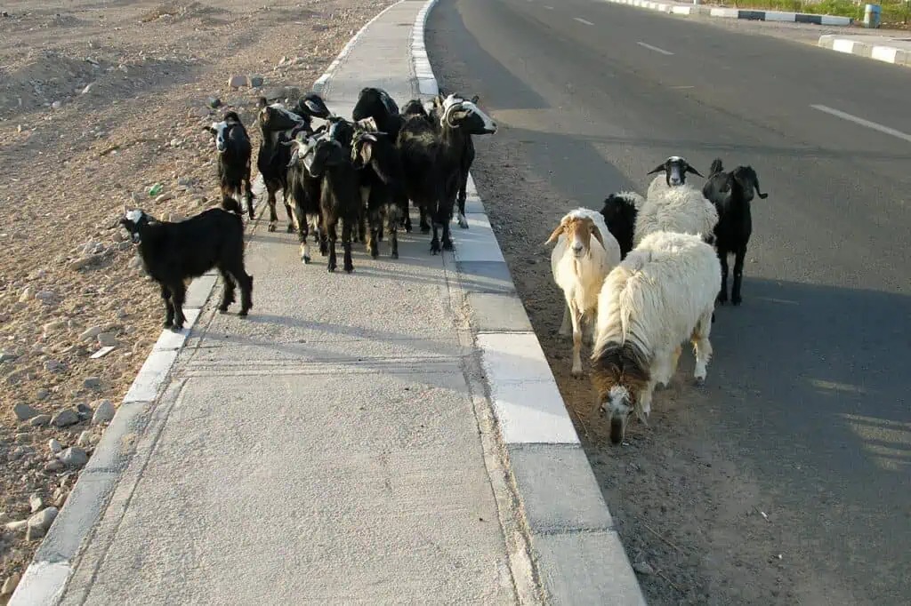 Răng hàm cừu và dê khảo cổ