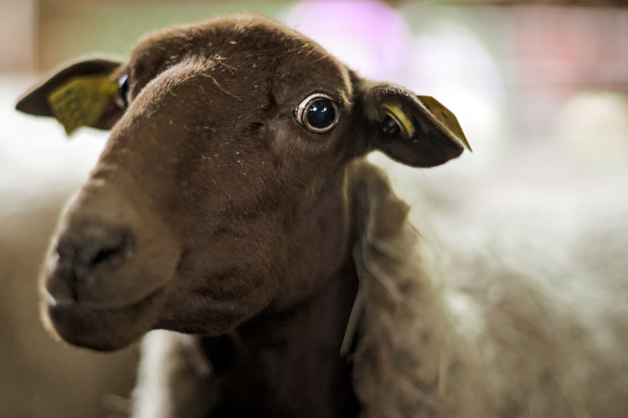 Cừu và dê trong lịch sử nông nghiệp