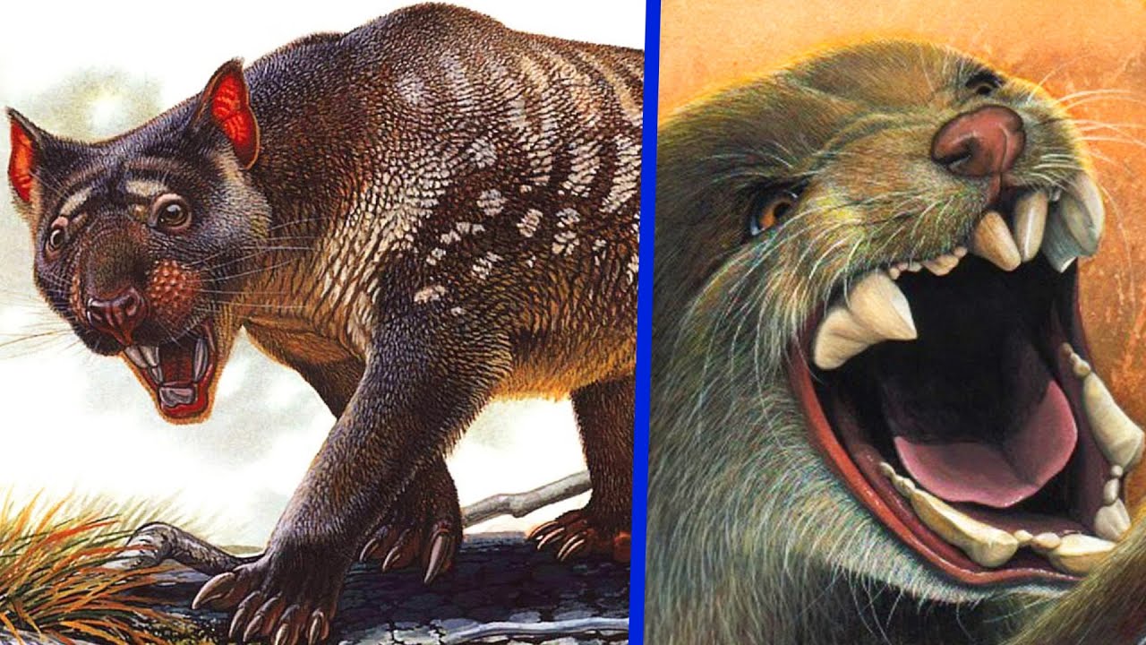 Sư tử túi và phương pháp săn bắt Sư tử túi thời tiền sử và công cụ săn bắt của con người